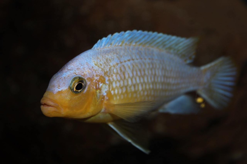 Maylandia chrysomallos 'Nametumbwe'